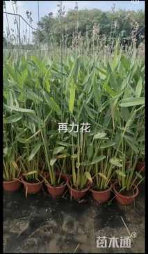 高度46厘米再力花