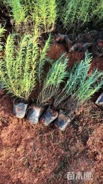 高度15厘米薰衣草