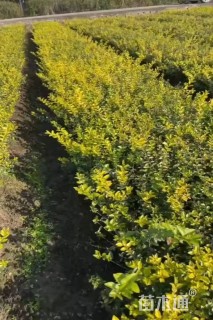 高度40厘米金叶女贞