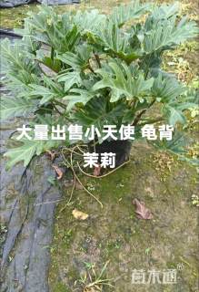 高度30厘米仙羽蔓绿绒