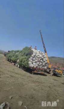 10公分川西云杉