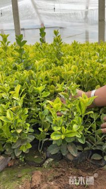 高度40厘米金冠黄杨