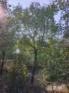 10公分高杆红叶石楠