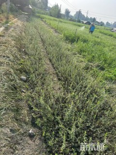 高度100厘米秋华柳