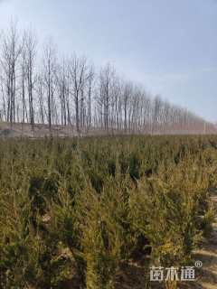 高度1.2厘米龙柏