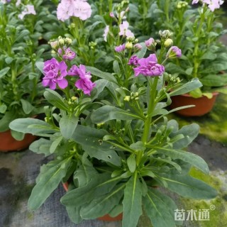 高度30厘米紫罗兰