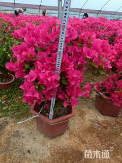 高度50厘米红花勒杜鹃