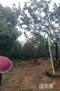 40公分(2杆)丛生香橼