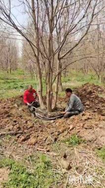 12公分(4杆)丛生乌桕