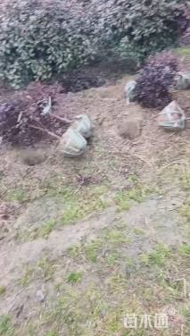 冠幅60厘米红花继木球