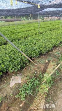 高度30厘米毛鹃