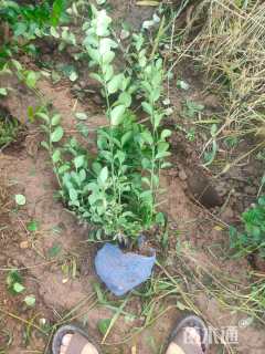 高度60厘米冬青卫矛