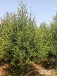 高度350厘米白皮松