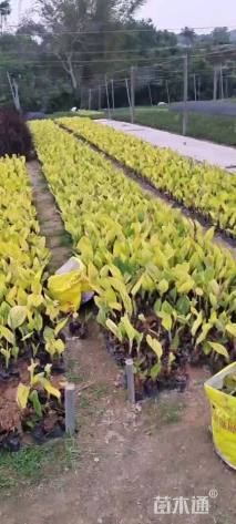 高度20厘米花叶美人蕉