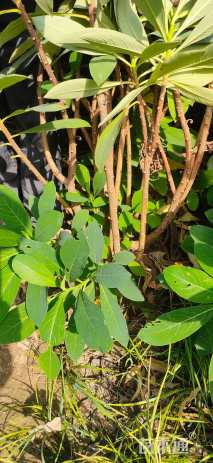 高度140厘米结香球