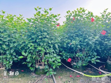 高度100厘米扶桑