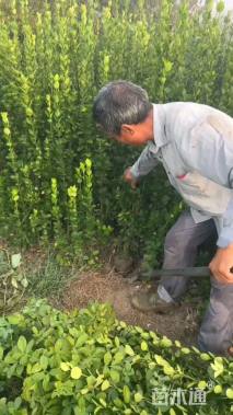 高度150厘米北海道黄杨