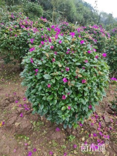 冠幅100厘米三角梅球