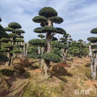 高度220厘米小叶女贞