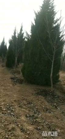 高度400厘米塔柏