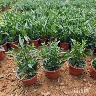 高度30厘米翠菊