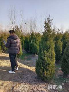 高度180厘米塔柏