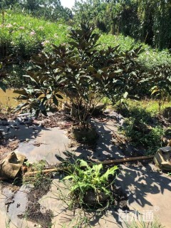 高度80厘米烟火树