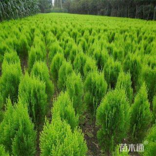 高度50厘米洒金柏苗