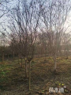 6公分红火箭紫薇