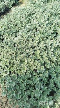 高度10厘米亚菊