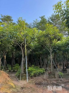 19公分红花风铃木