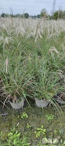 高度30厘米矢羽芒