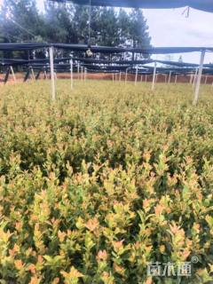 高度70厘米油茶