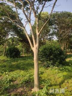 18公分黄山栾树