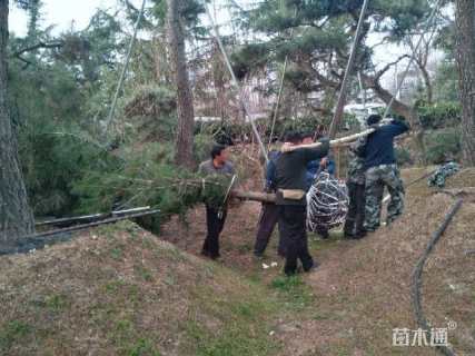 高度300厘米华山松