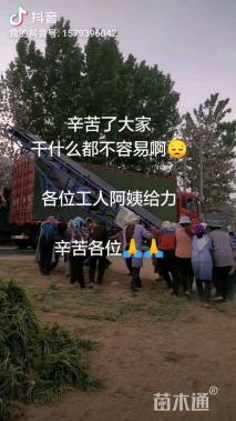 高度12厘米麦冬