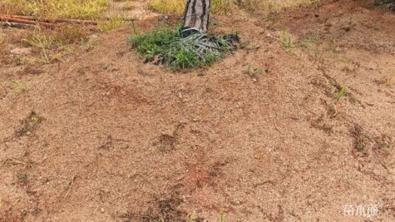 高度250厘米油松