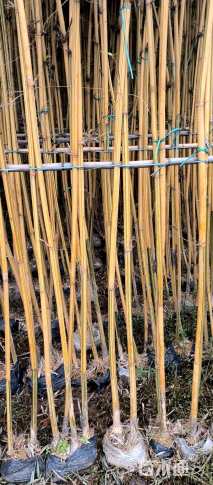 容器苗大琴丝竹