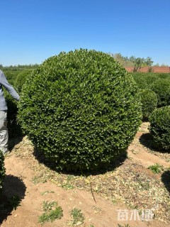 冠幅180厘米大叶黄杨球