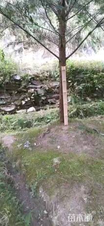 14公分红豆杉
