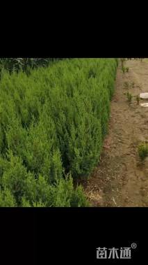 高度150厘米圆柏