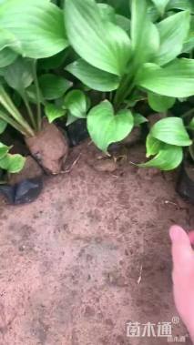 高度40厘米玉簪