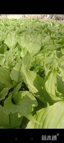 高度20厘米玉簪