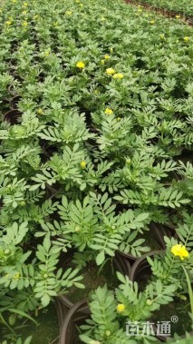 高度20厘米孔雀草