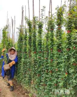 高度180厘米蔷薇