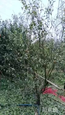 高度300厘米沃柑