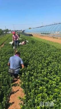 高度50厘米卫矛