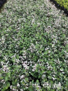 高度20厘米白雪木