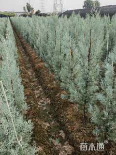 高度60厘米蓝冰柏