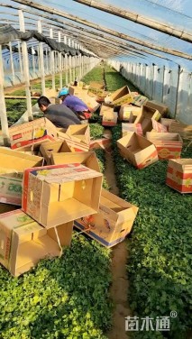 高度15厘米地被菊